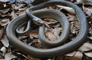 Thật may mắn, rắn Taipan nội địa không phải là loài tấn công và con người hiếm khi gặp chúng trong tự nhiên.